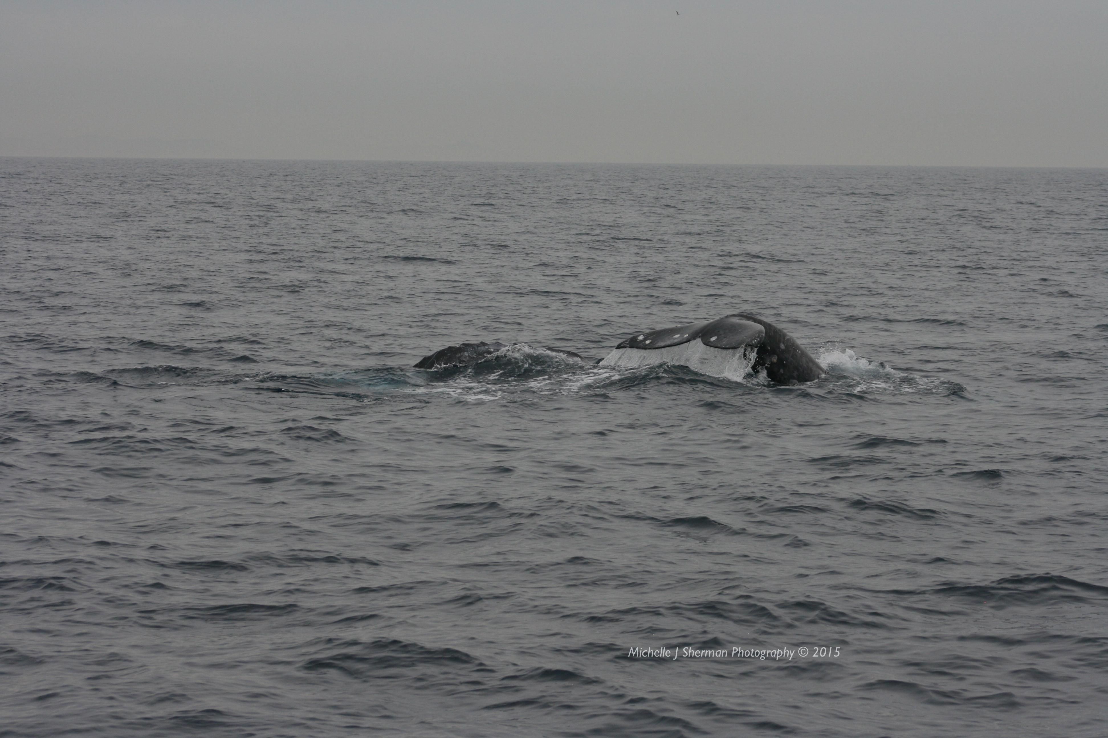 Mich’s Monday Mantra “Gray Whale Playtime”